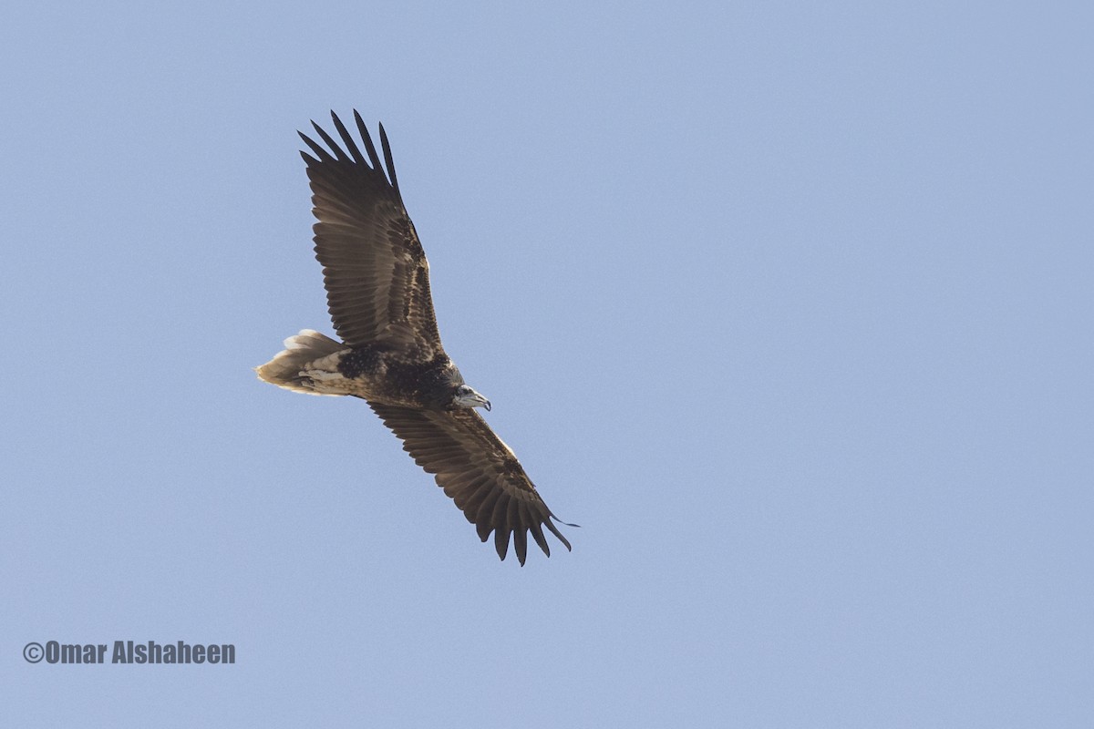 Egyptian Vulture - ML36256541