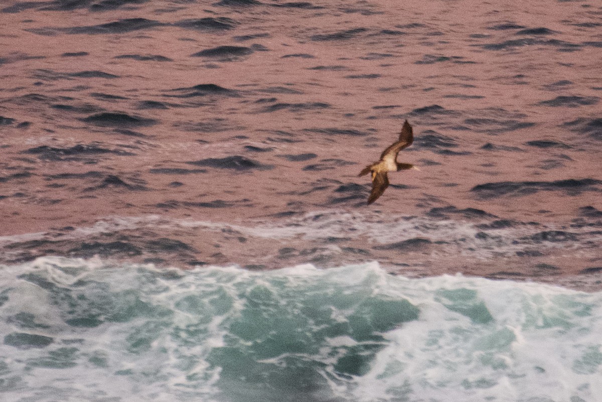 Brown Booby - ML362567871