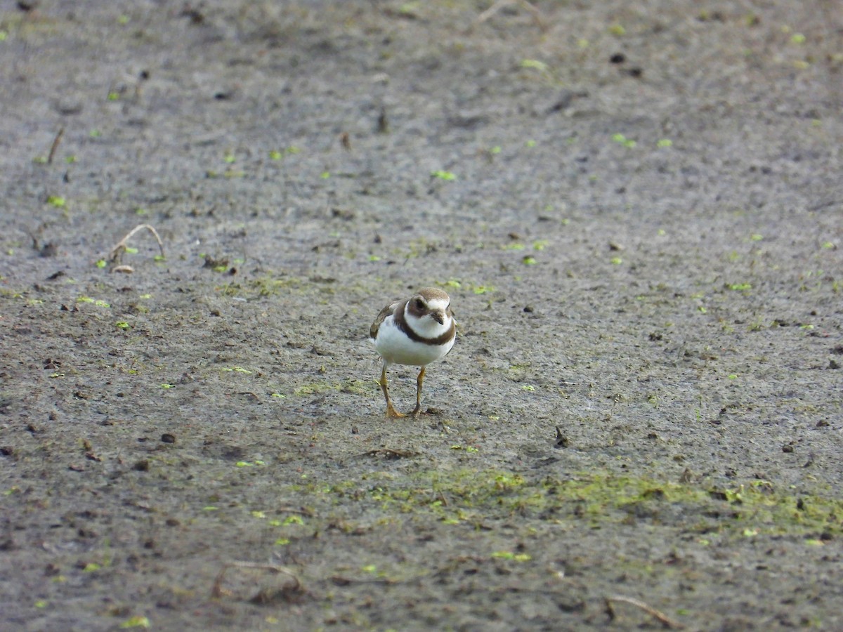 Semipalmated Plover - Mark Selle