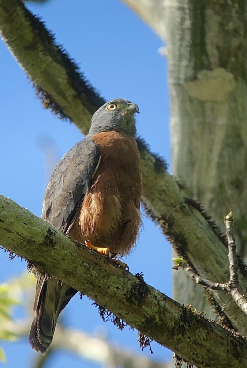 Double-toothed Kite - ML362568781