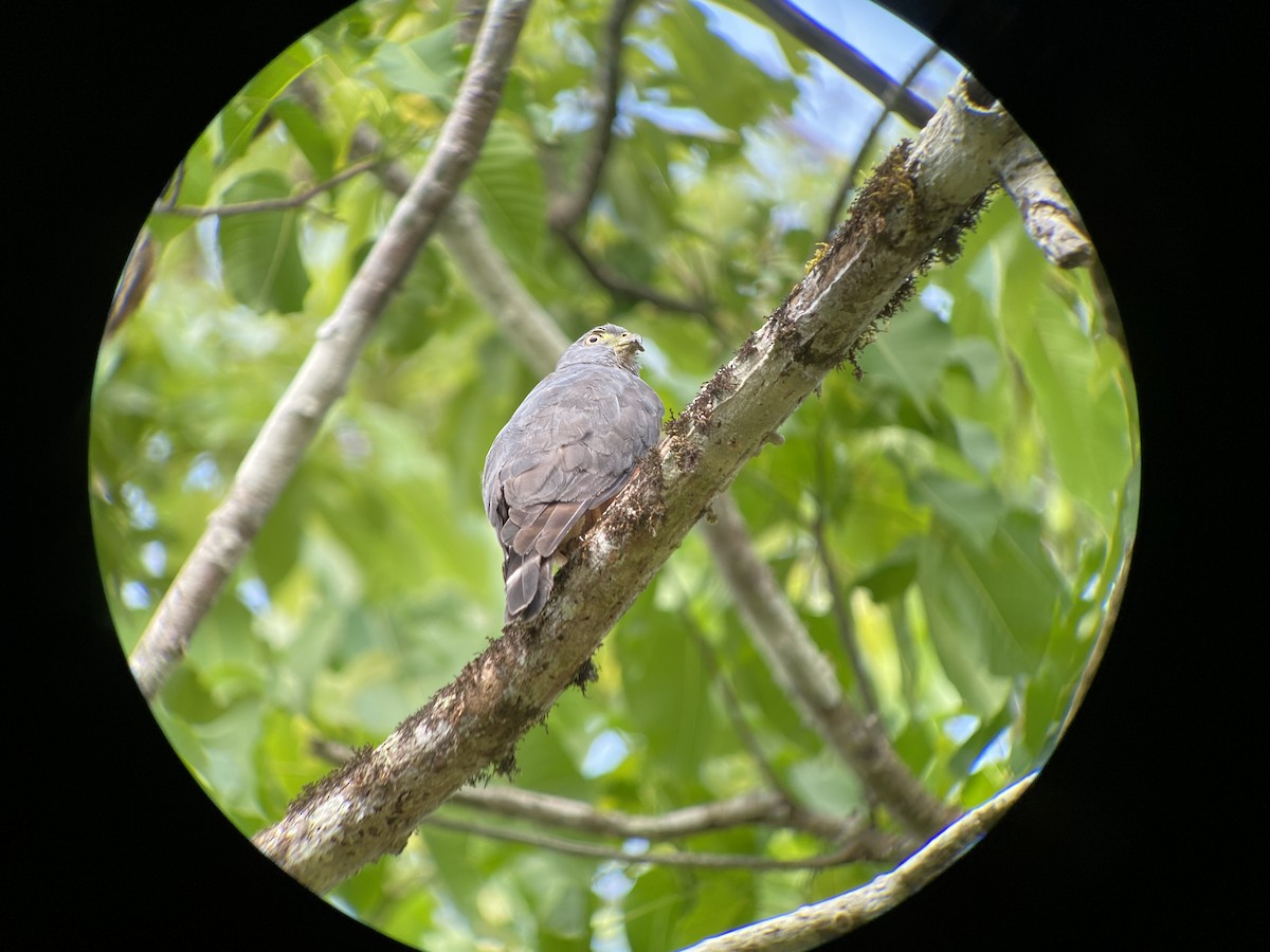 Double-toothed Kite - ML362568821