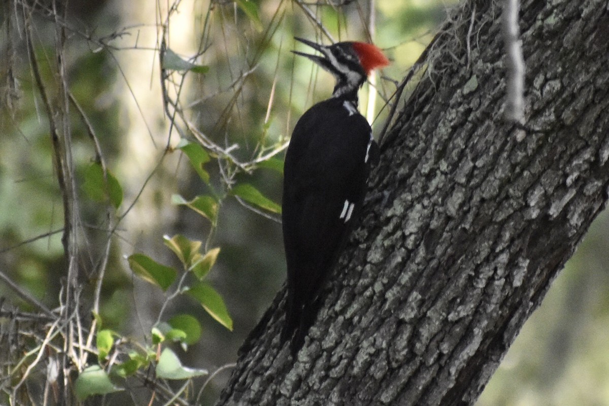 Pileated Woodpecker - ML362569871