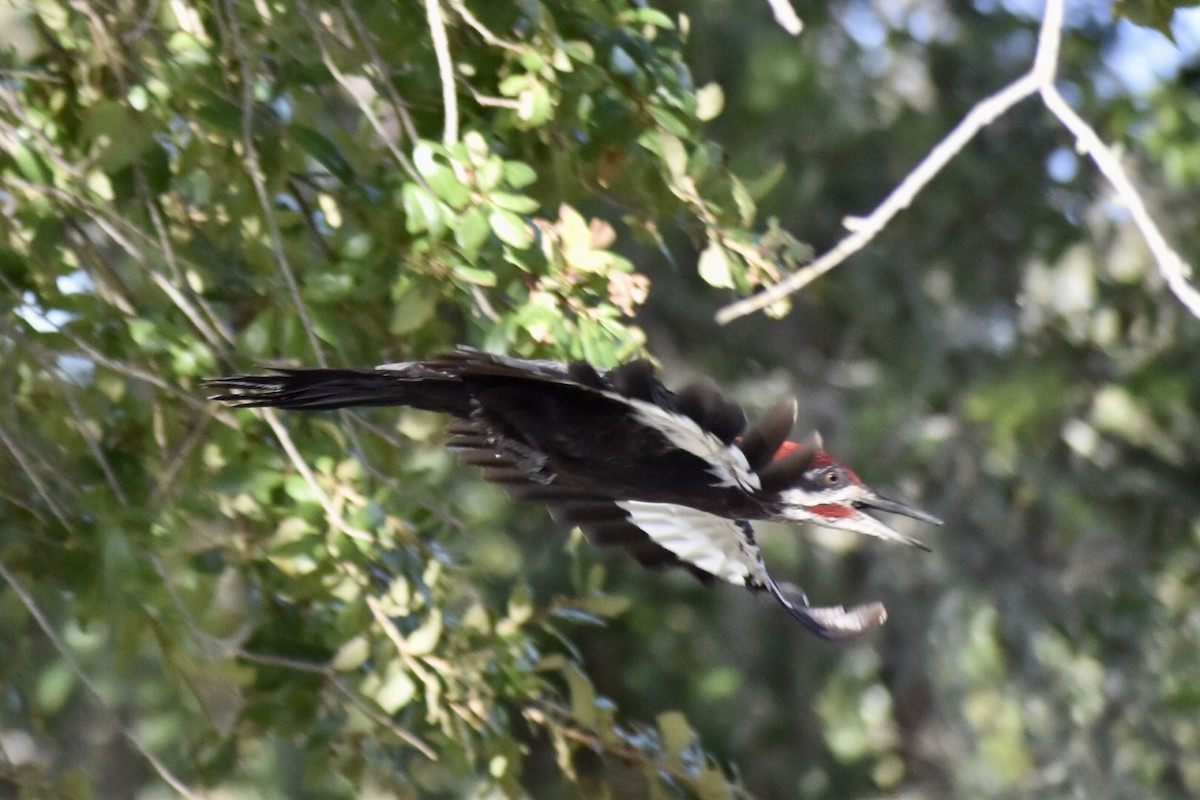 Pileated Woodpecker - ML362569881
