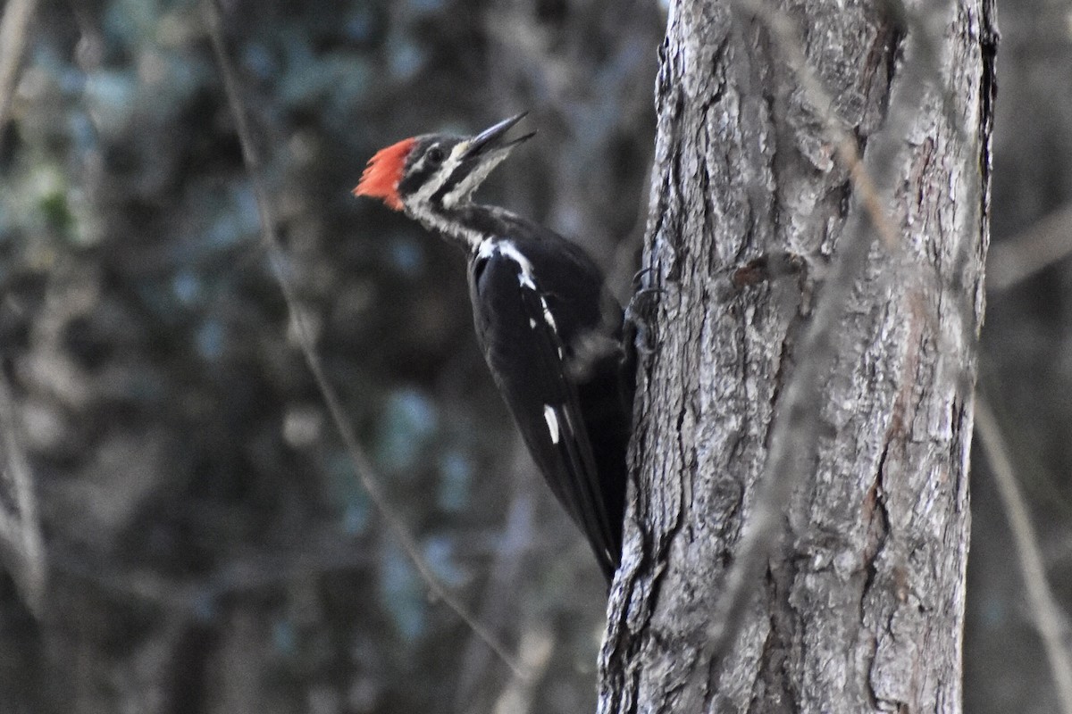 Pileated Woodpecker - Steven Weiss