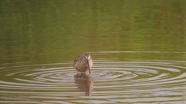 Asian Dowitcher - ML362570251