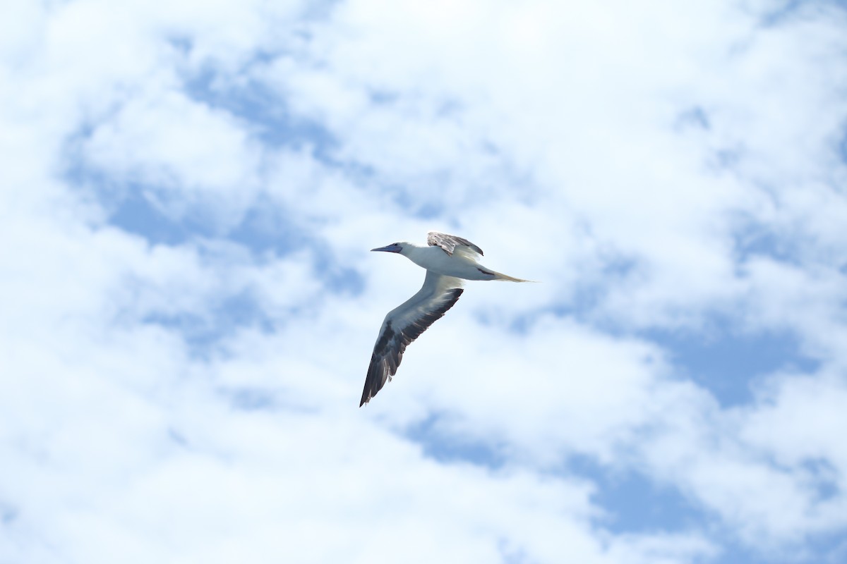 Red-footed Booby - Lily Wang