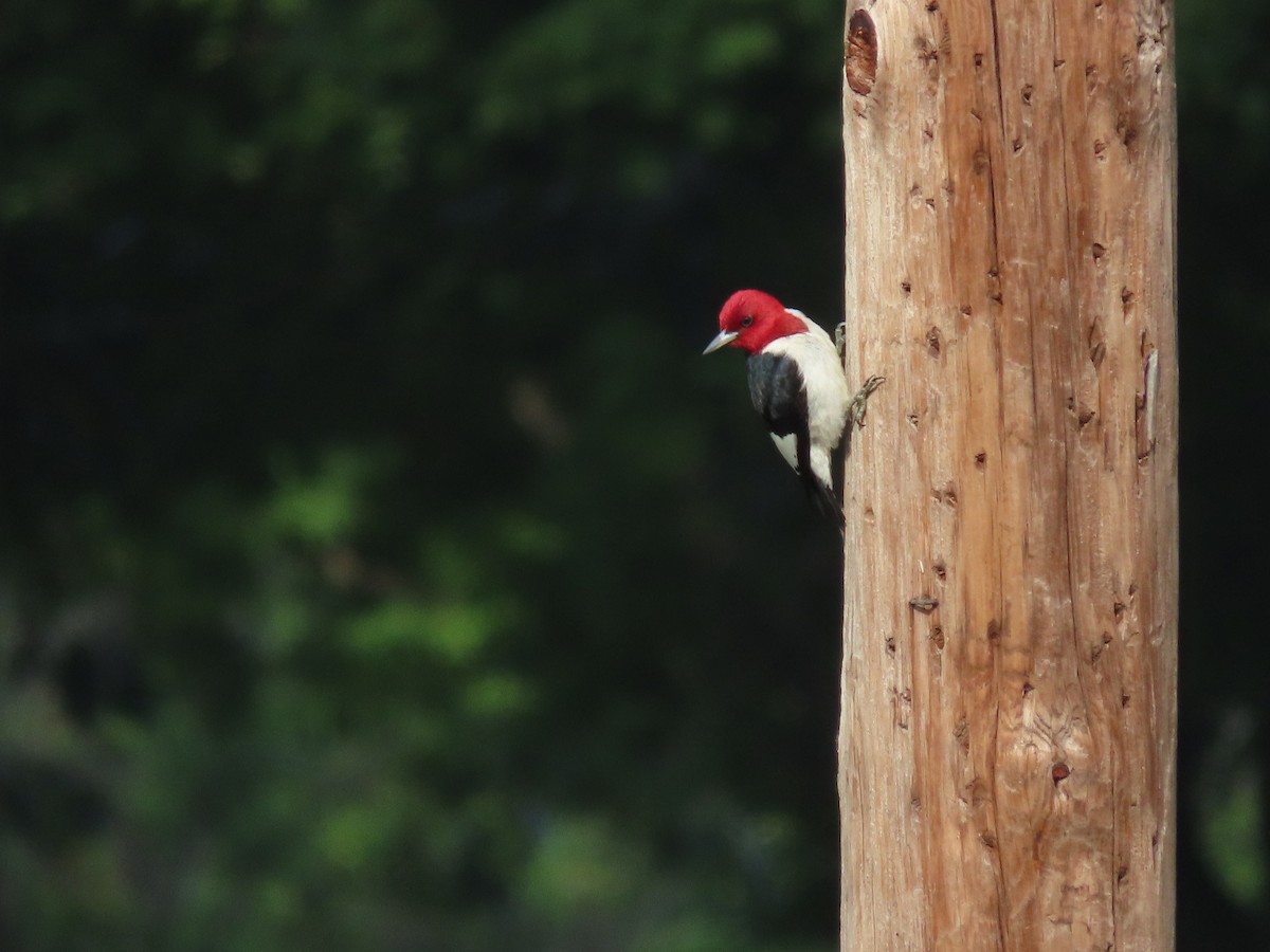 Red-headed Woodpecker - Phil Lehman