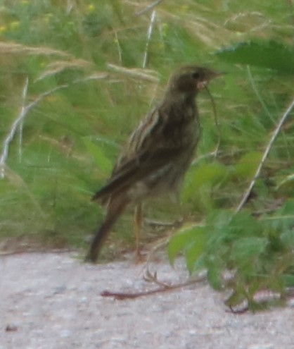 Meadow Pipit - ML362584631