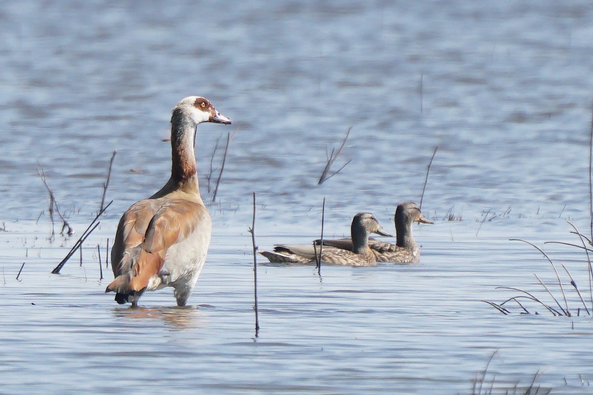 Egyptian Goose - Miguel Rouco