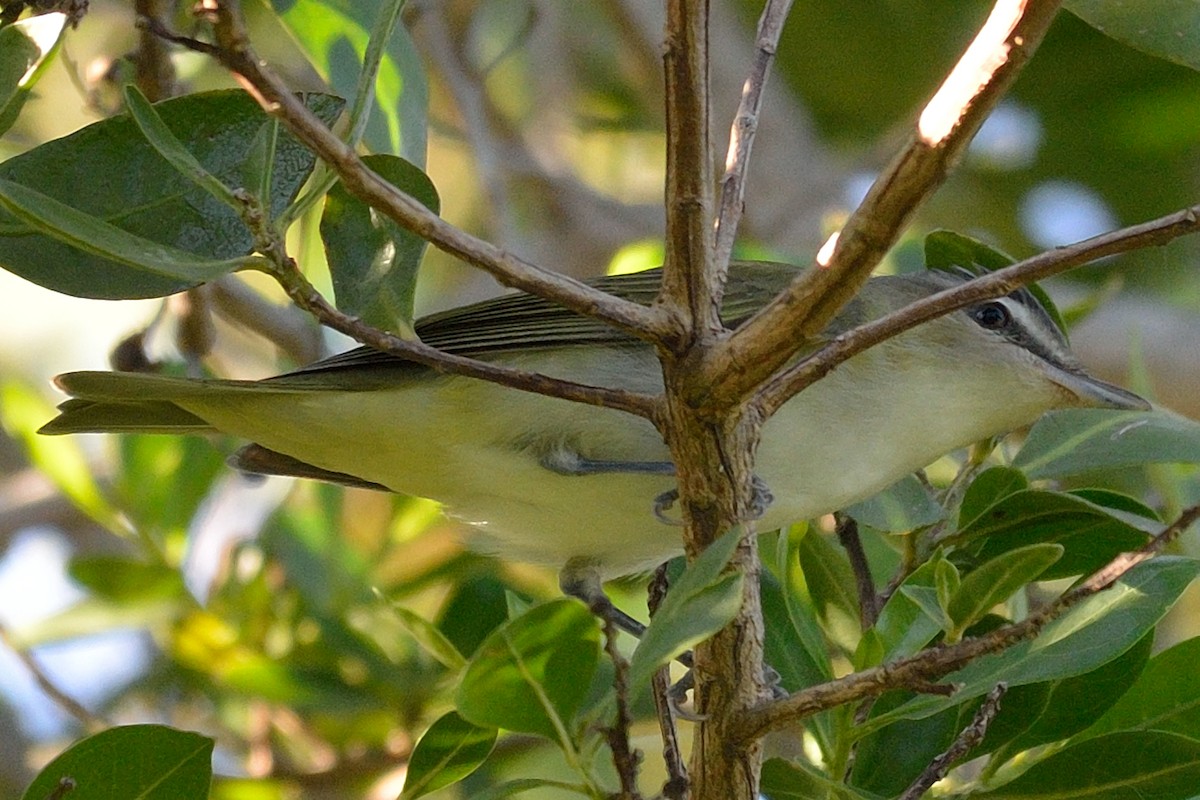 Red-eyed/Chivi Vireo - ML36258871