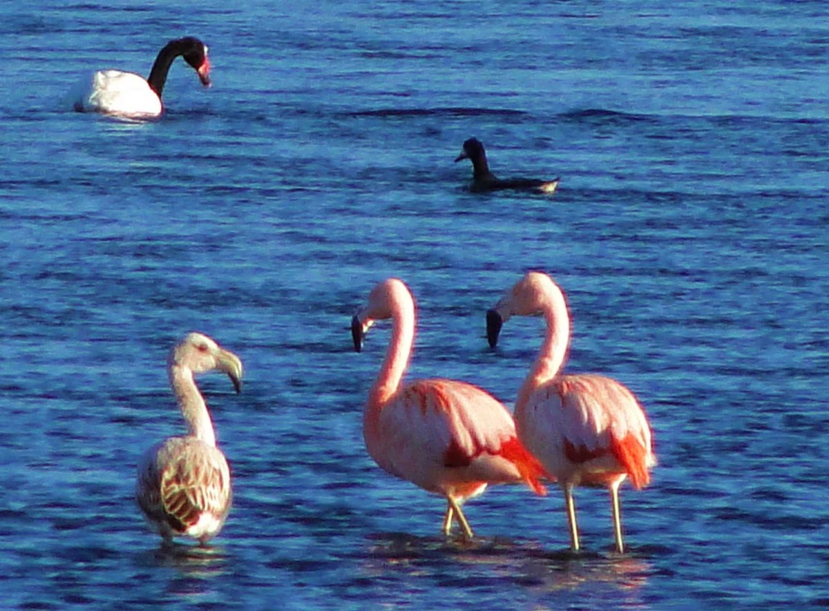 Chilean Flamingo - Walter Ariel  Baez