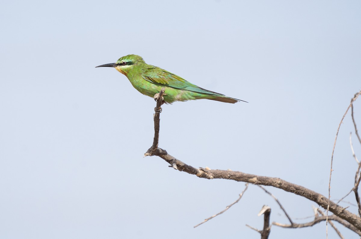 Blue-cheeked Bee-eater - ML362604561