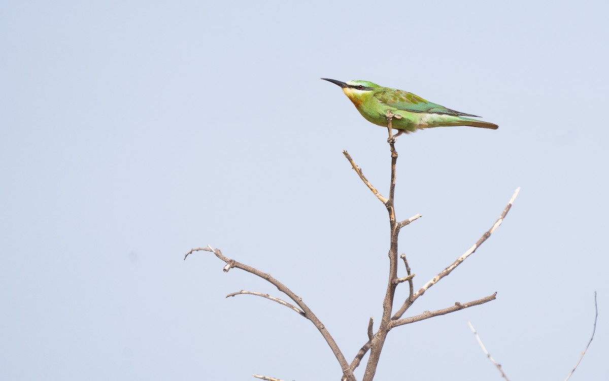 Blue-cheeked Bee-eater - ML362604571