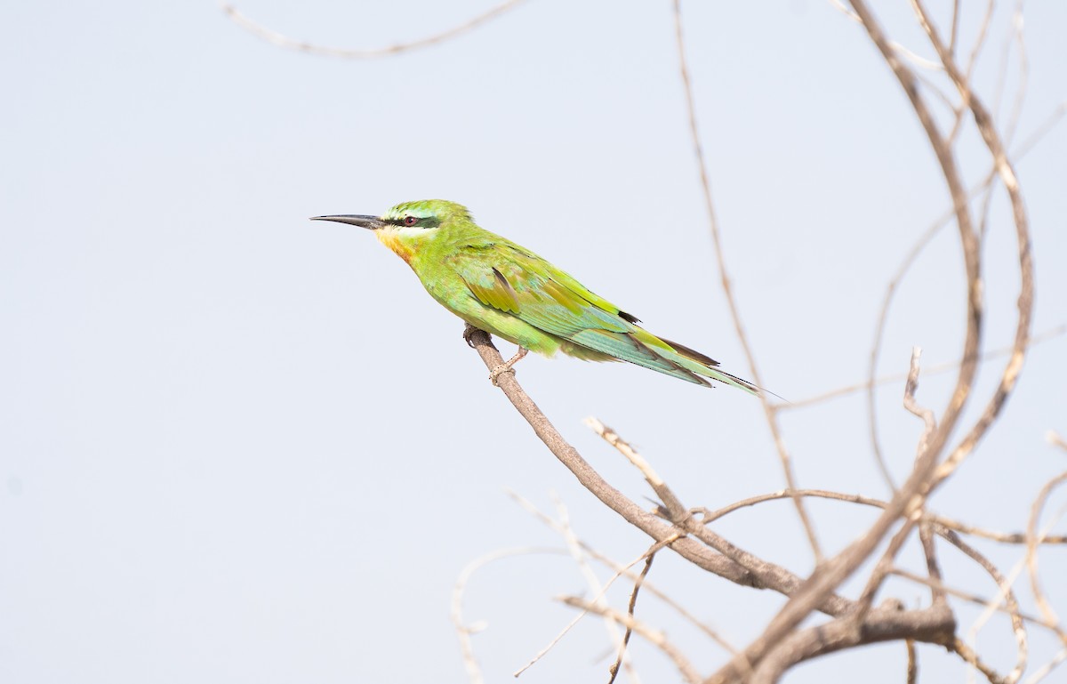 Blue-cheeked Bee-eater - ML362604581