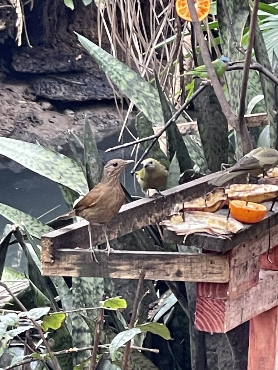 Palm Tanager - ML362616251