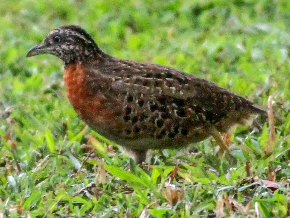 spotted buttonquail - eBird