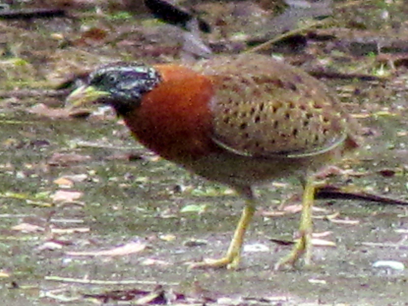 Spotted Buttonquail - Linda Gocon