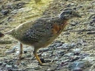  - Spotted Buttonquail