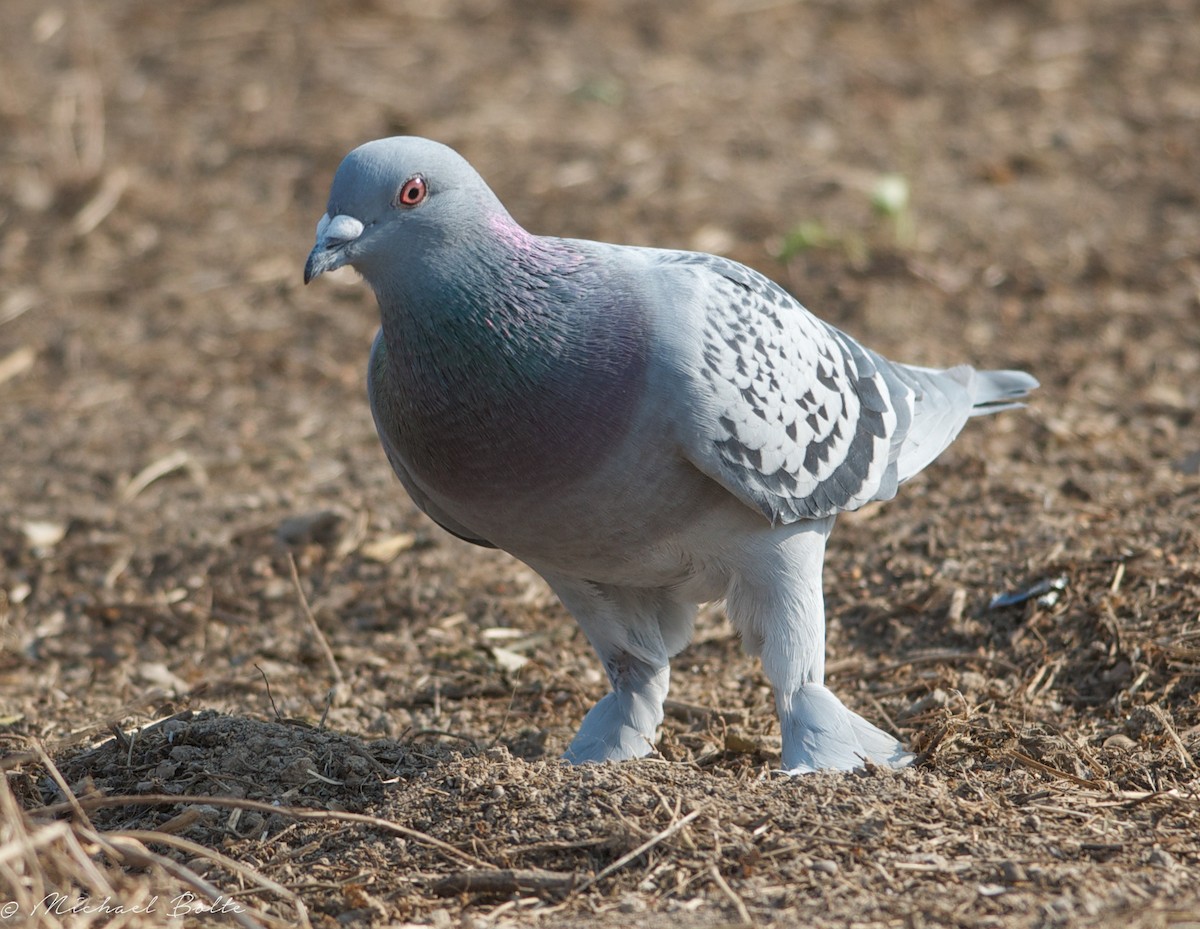 Rock Pigeon (Feral Pigeon) - Michael Bolte
