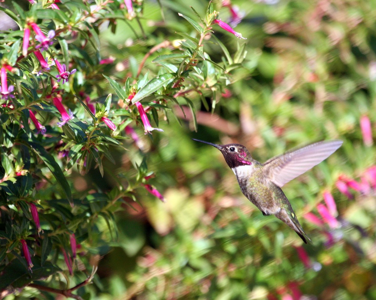 Anna's Hummingbird - Mark Scheuerman