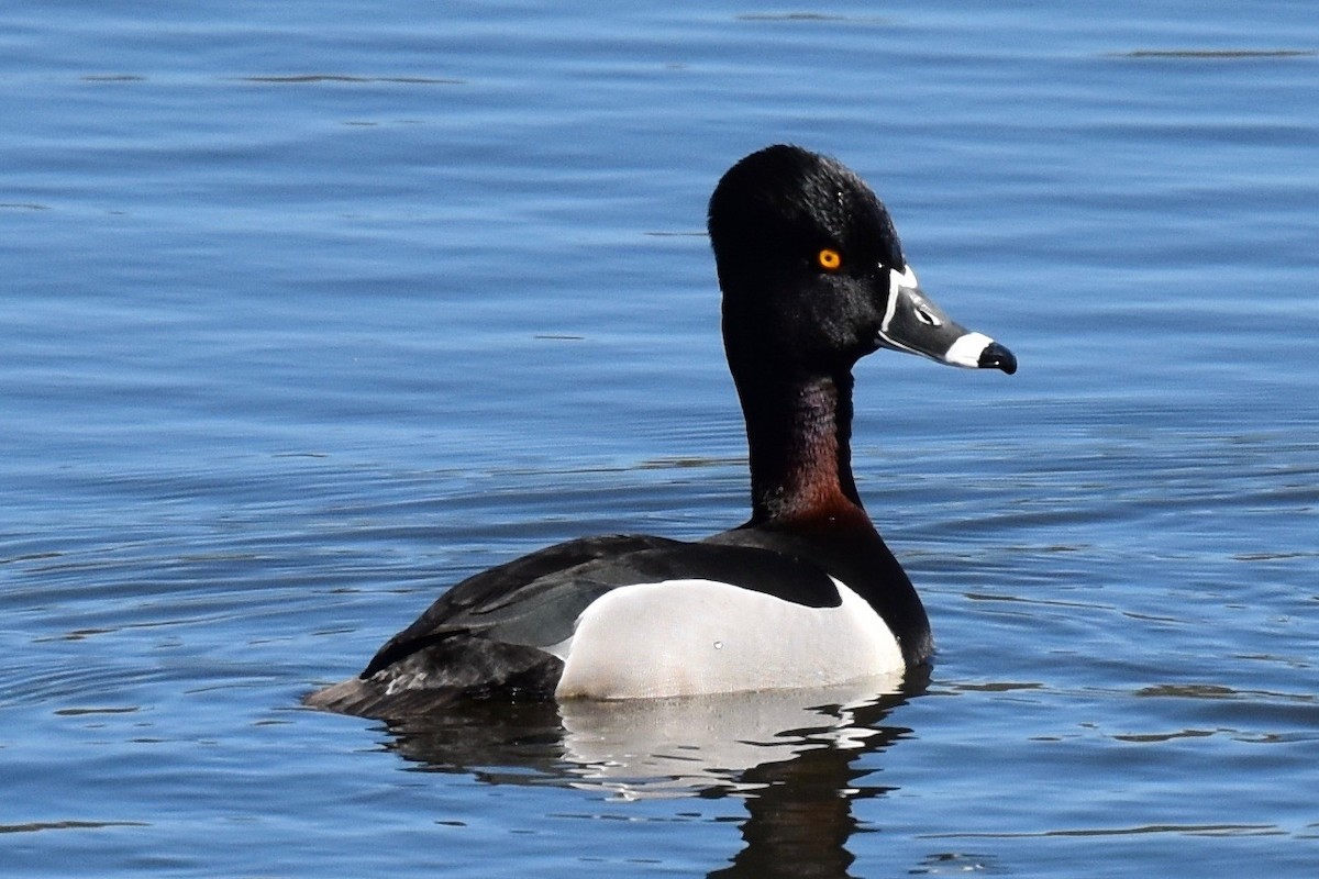 Ring-necked Duck - ML36262171