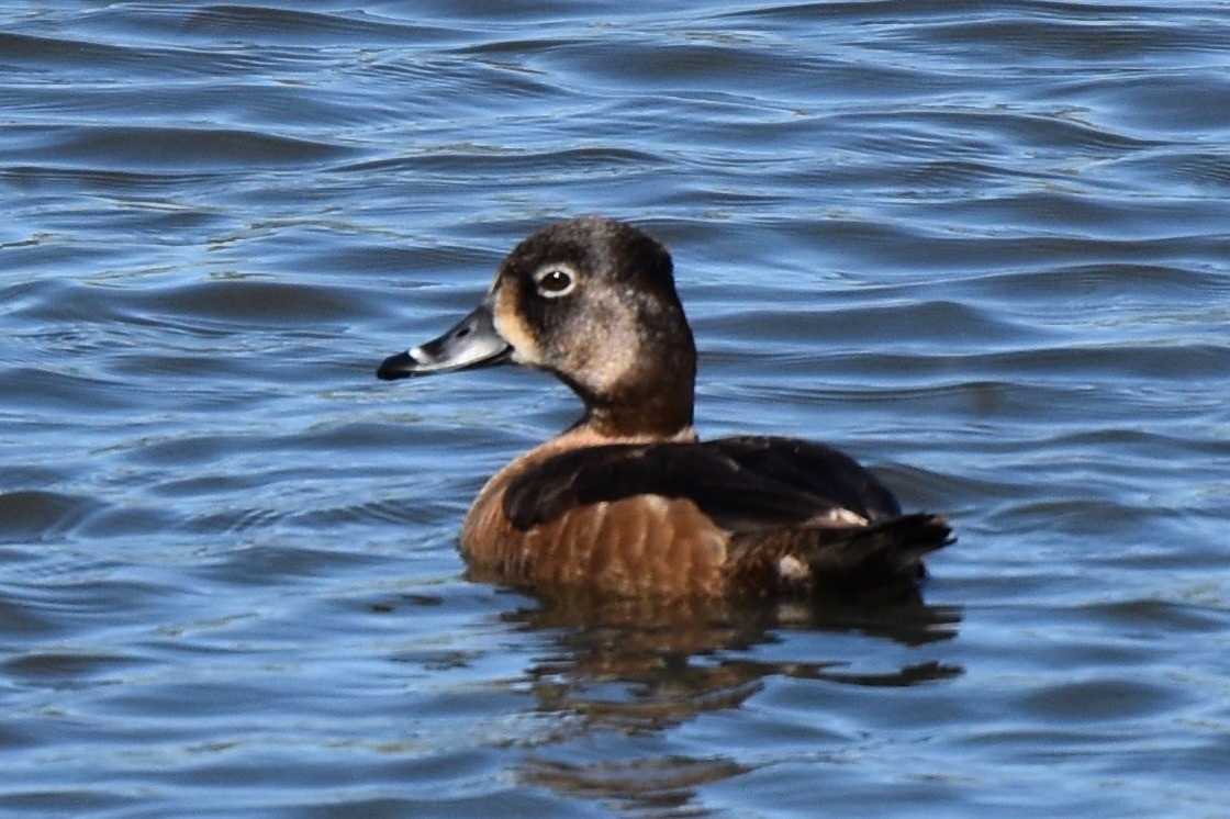 Ring-necked Duck - ML36262181