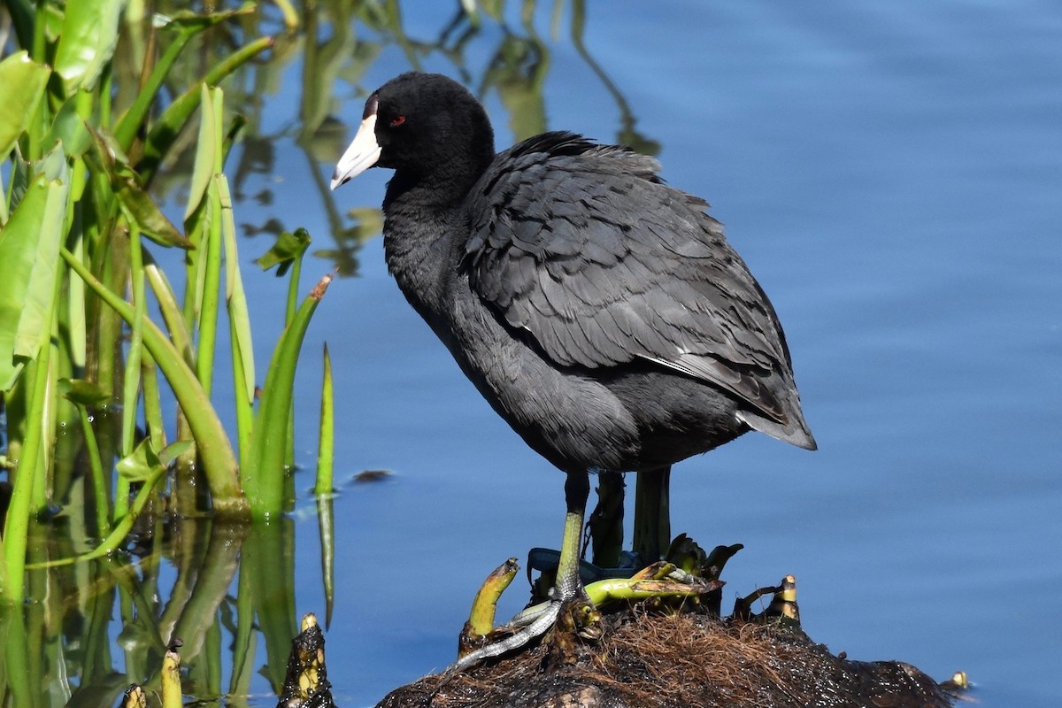 American Coot (Red-shielded) - ML36262201