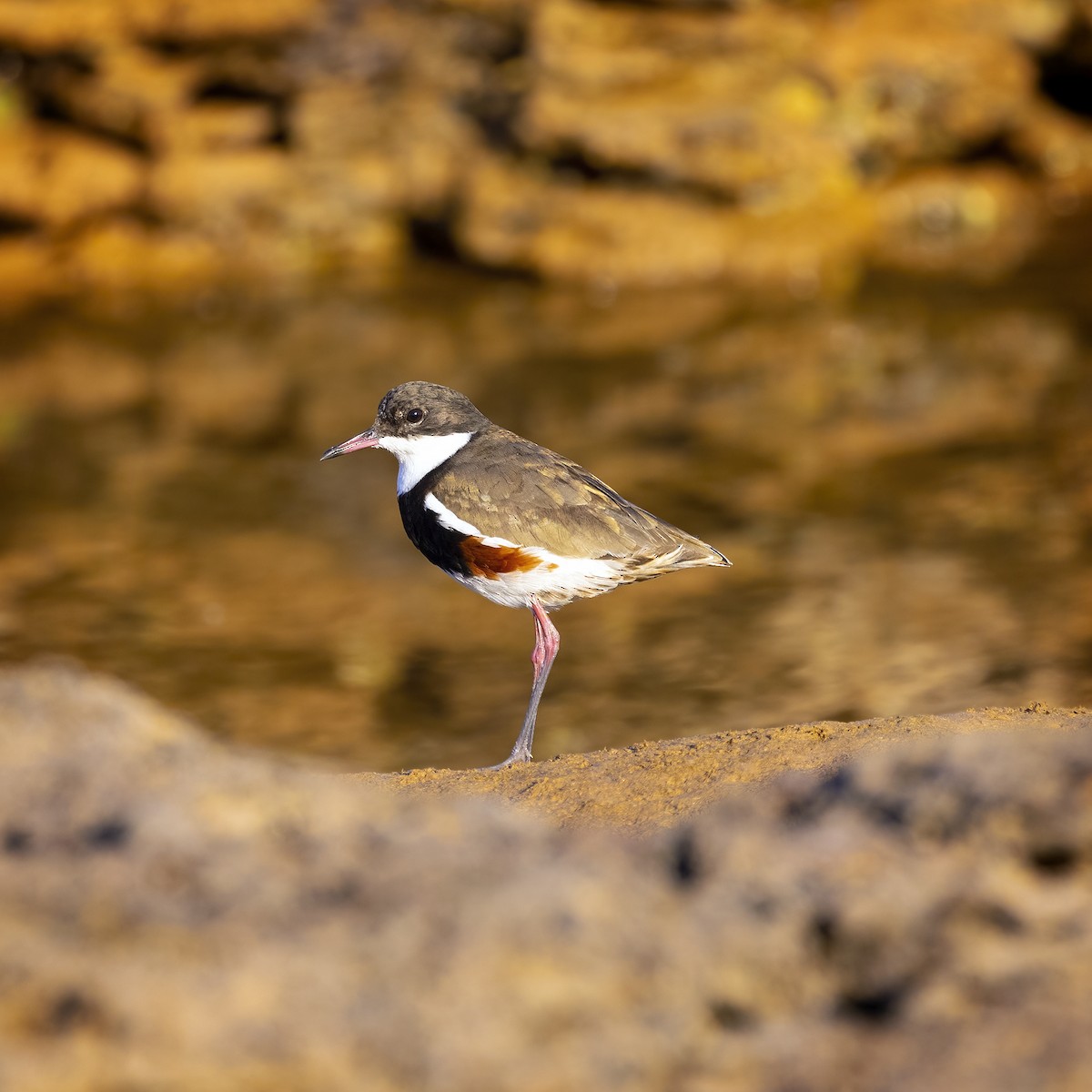 Red-kneed Dotterel - ML362622661