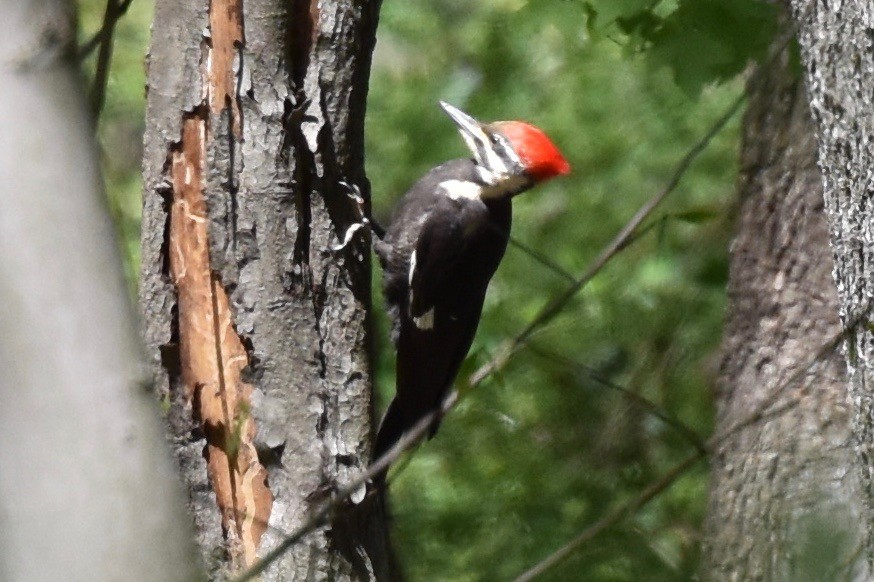Pileated Woodpecker - ML36262441