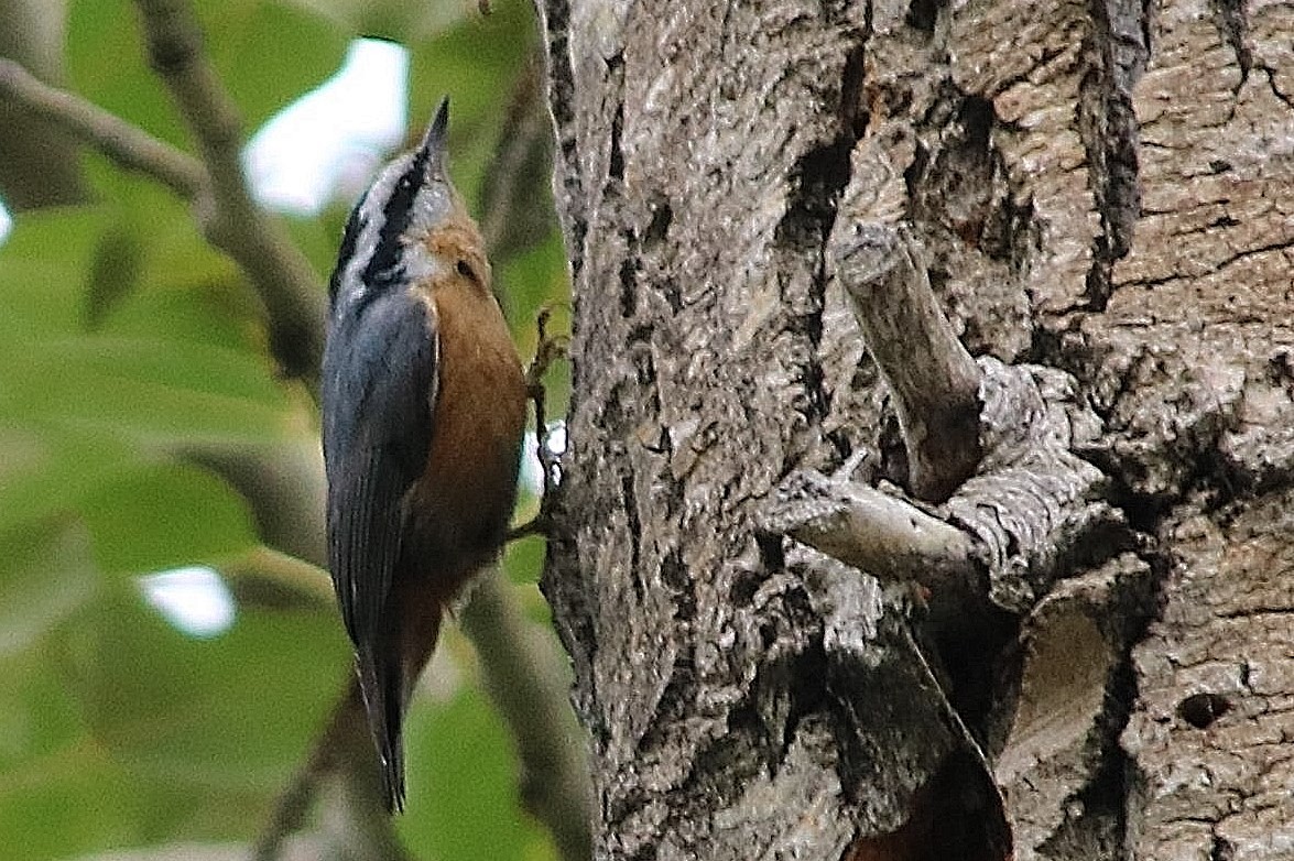 Red-breasted Nuthatch - ML362624431