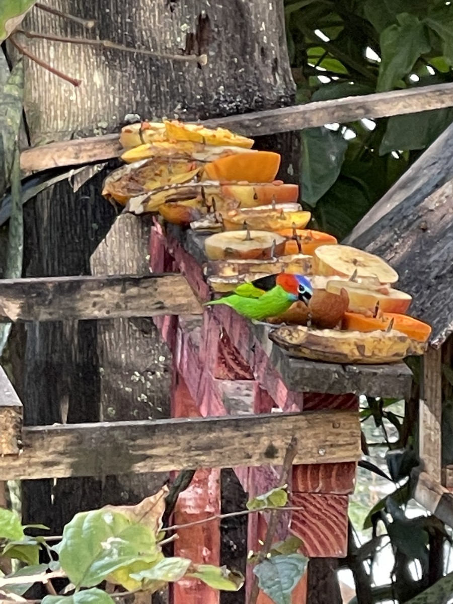 Red-necked Tanager - ML362625981