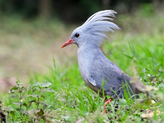 Photos - Kagu - Rhynochetos jubatus - Birds of the World