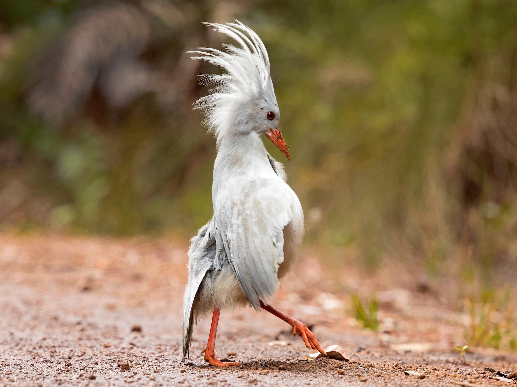 Kagu - David Irving