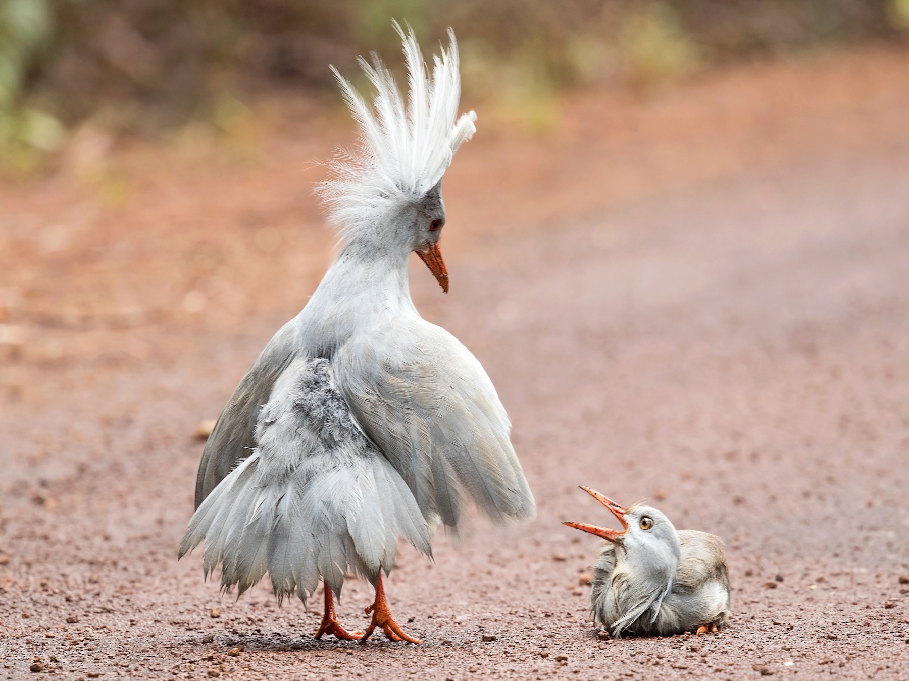 Kagu - David Irving