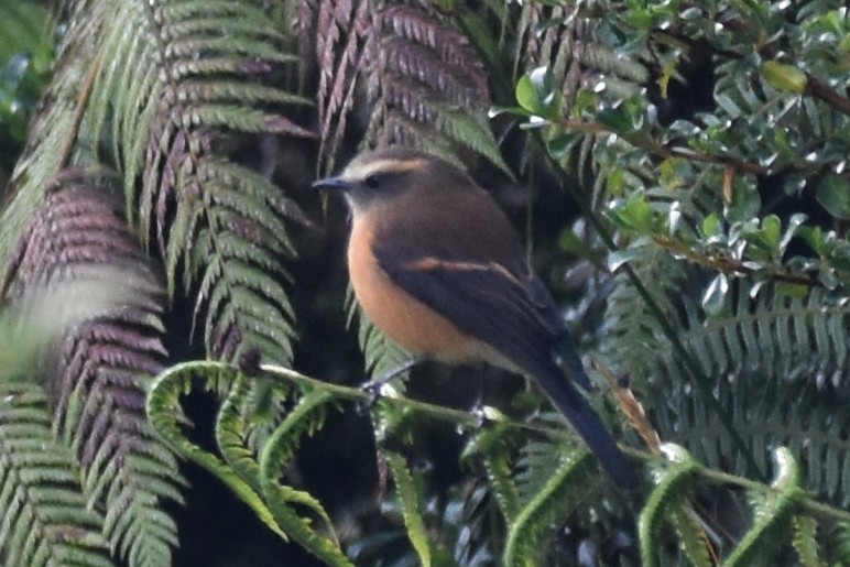 Brown-backed Chat-Tyrant - ML362632811