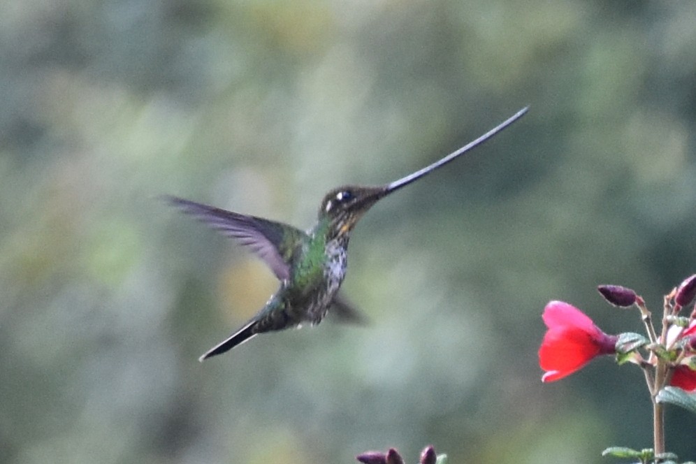 Sword-billed Hummingbird - Nick Moore