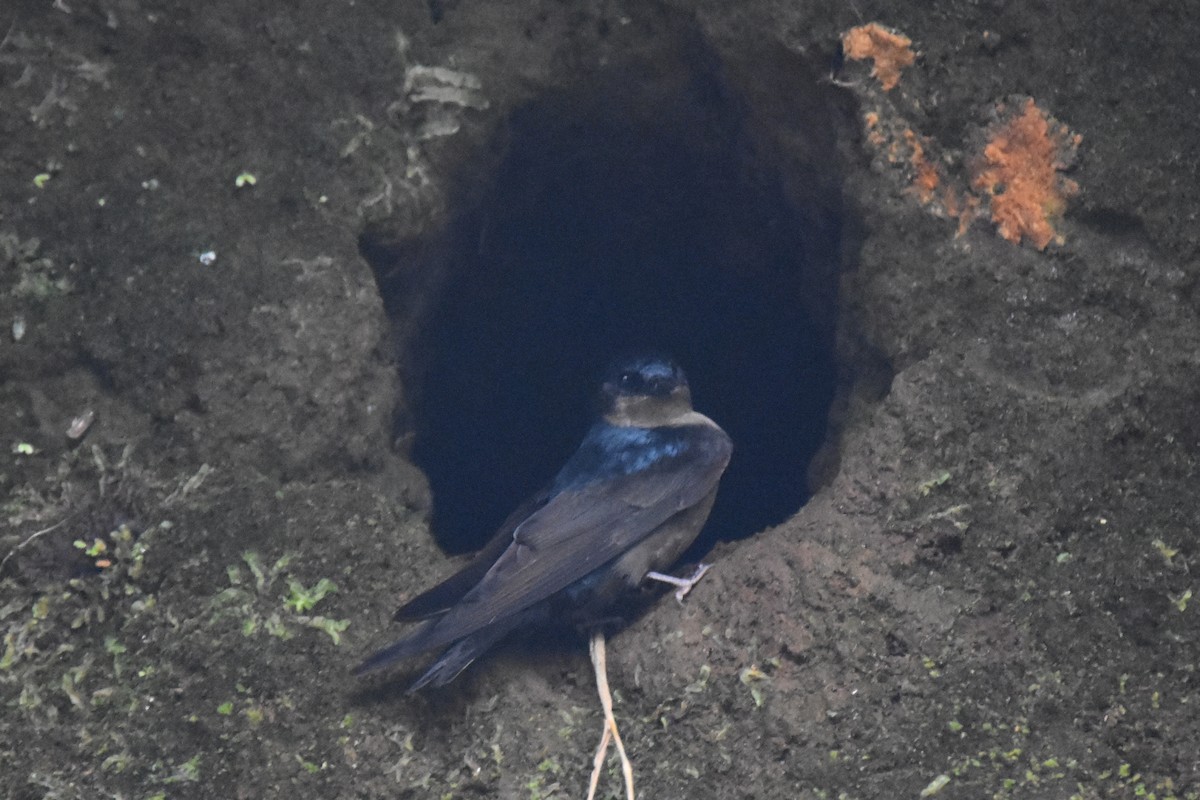 Brown-bellied Swallow - Nick Moore