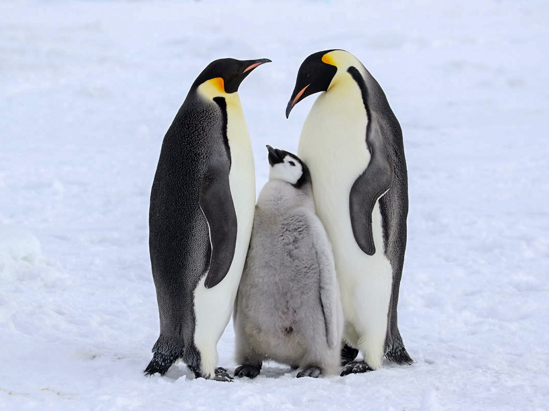 Emperor Penguin - Noah Strycker