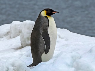 コウテイペンギン - eBird