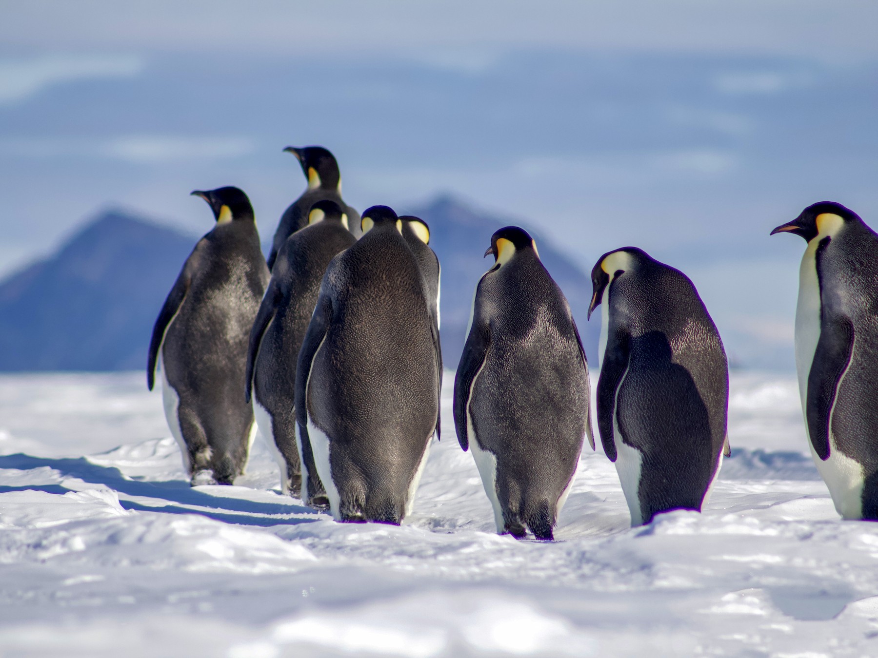 emperor penguin map