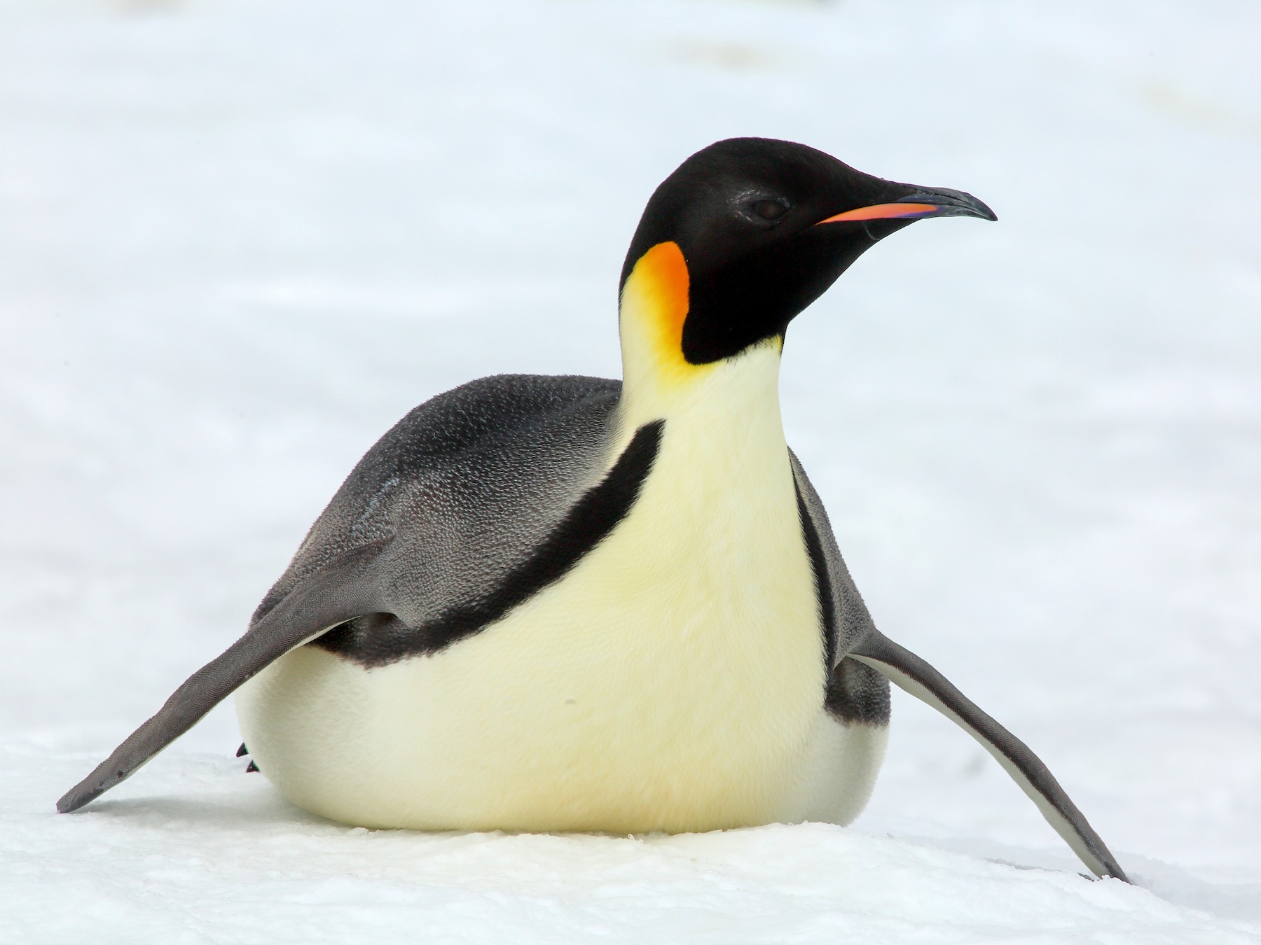 Pinguino Emperador Ebird