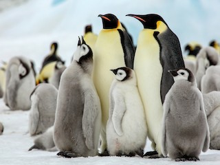 コウテイペンギン - eBird