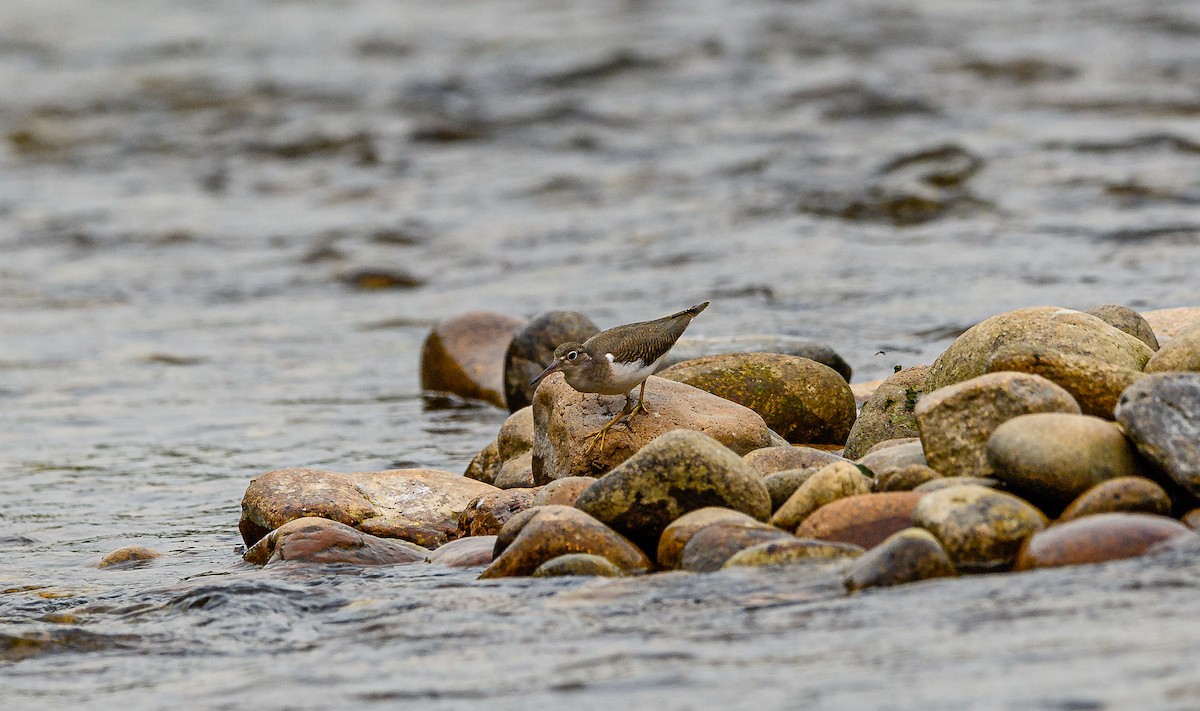 Spotted Sandpiper - Ken Miracle