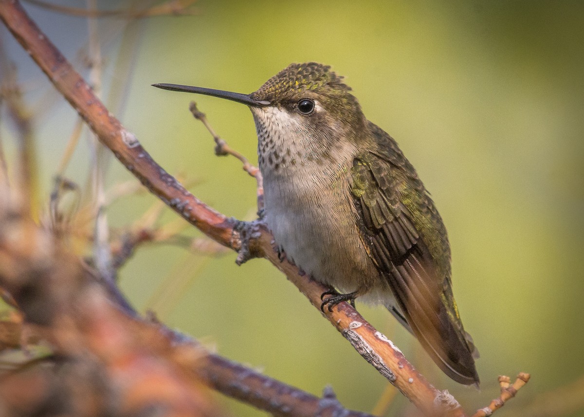 Black-chinned Hummingbird - Matthew Pendleton