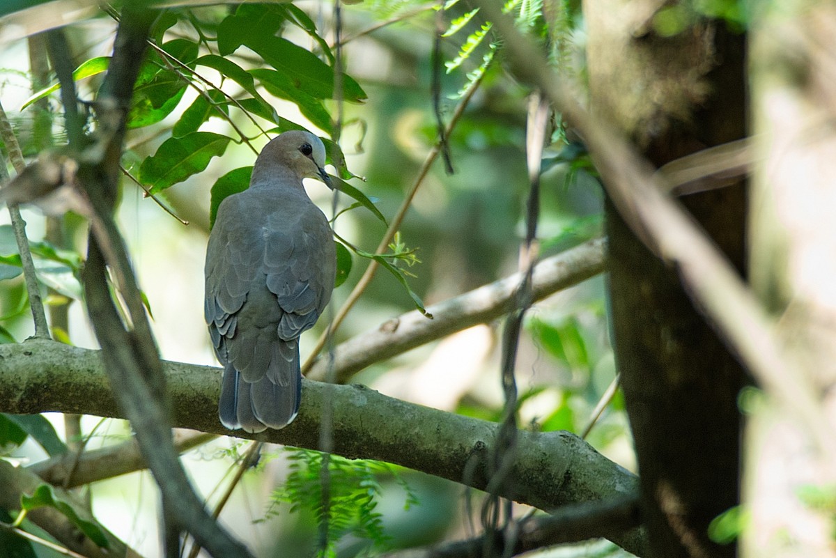 Gray-fronted Dove - ML362641781