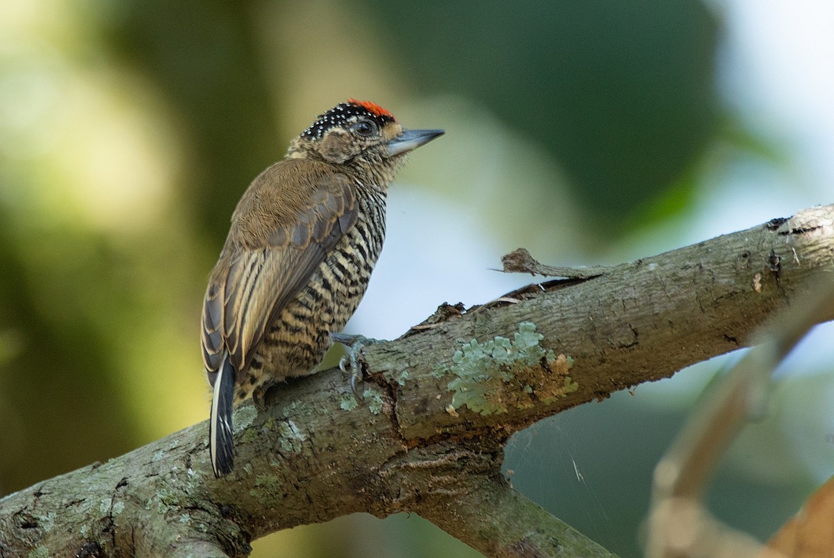White-barred Piculet - ML362642011