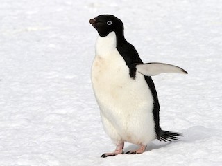 Adélie Penguin | Project Zoo Wiki | Fandom