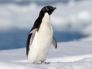  - Adelie Penguin