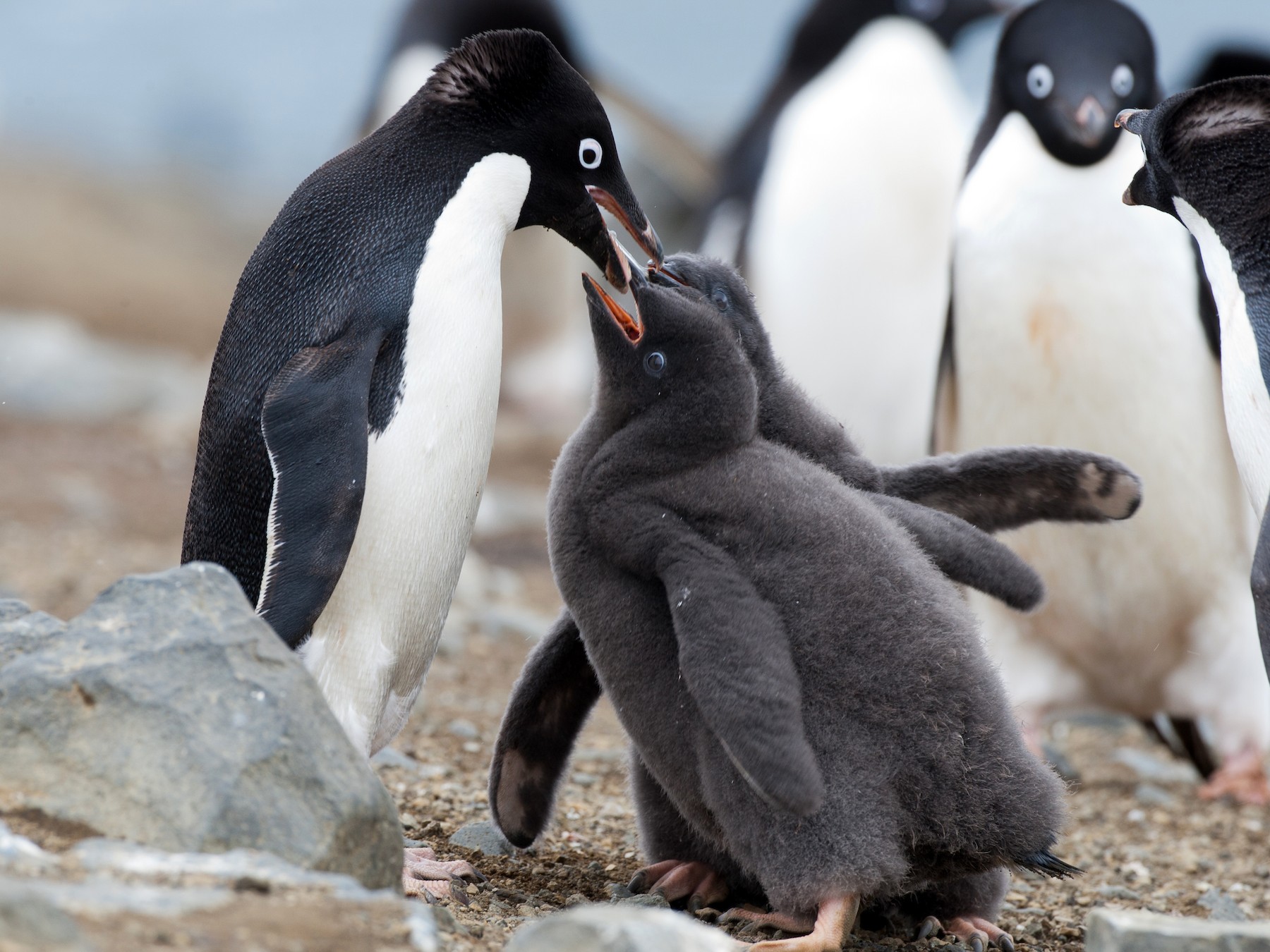 cute adelie penguin