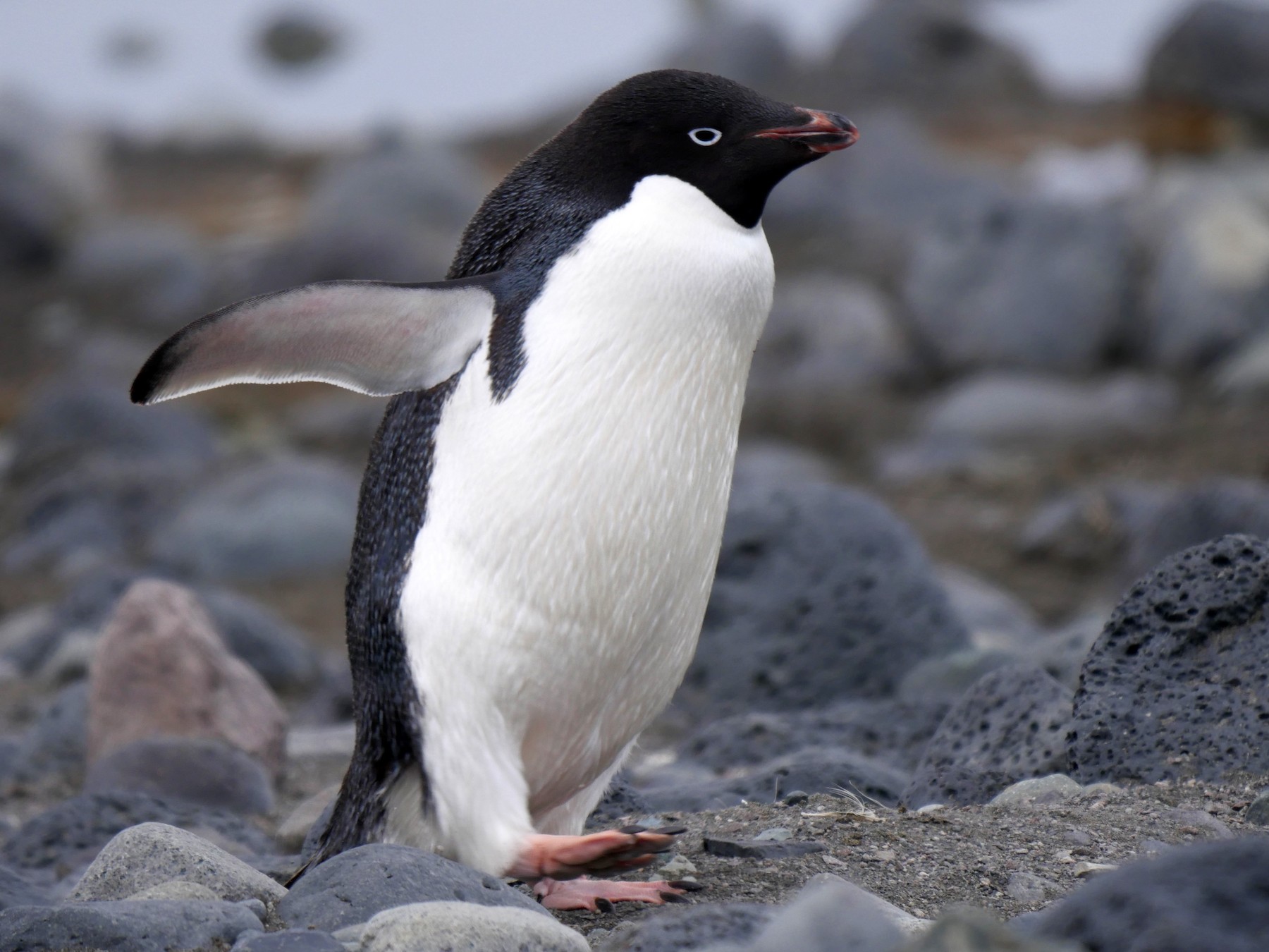 Adelie Penguin - Peter Lowe